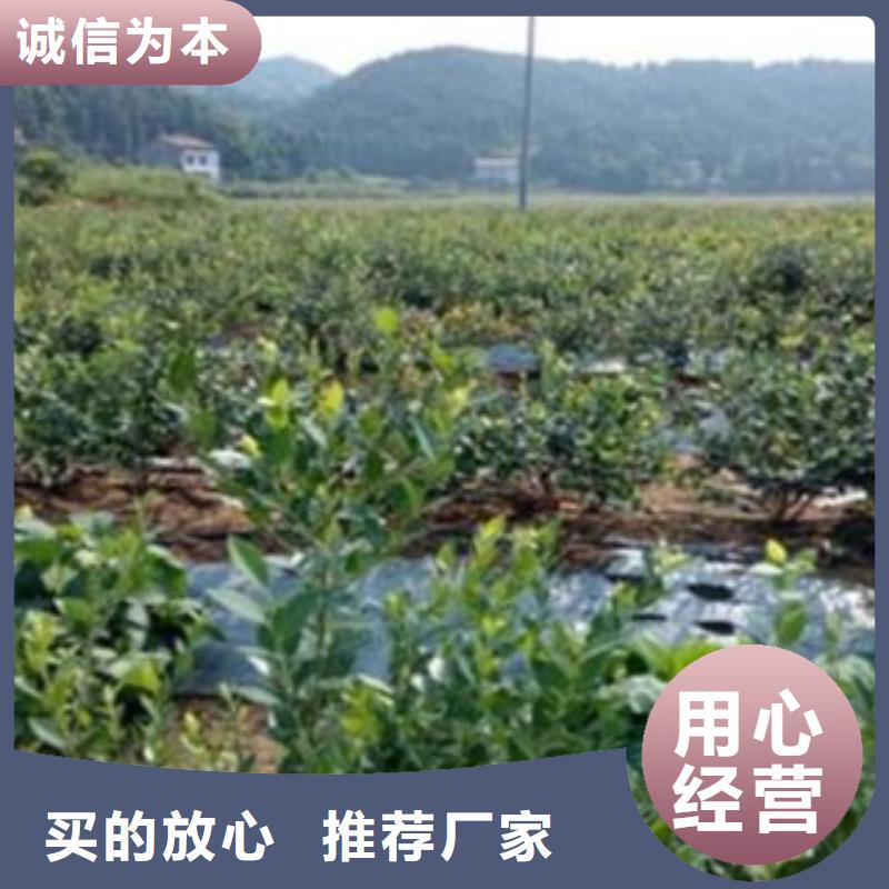 蓝莓苗苹果苗批发价格附近服务商