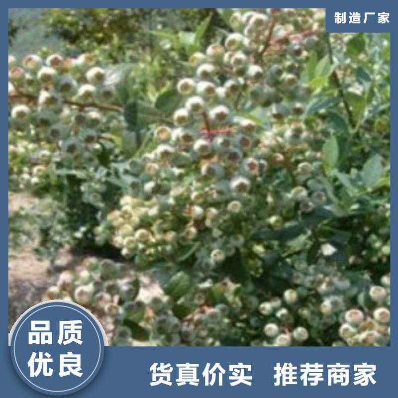 乡铃蓝莓树苗种植方法及时间同城品牌