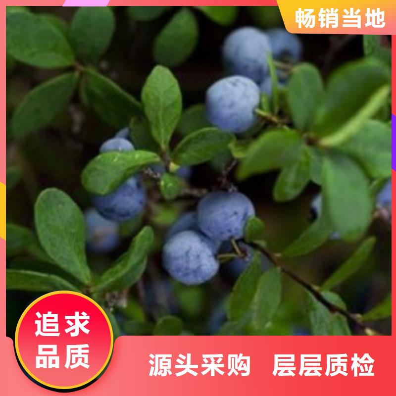 北部高丛蓝莓树苗管理方式厂家实力大