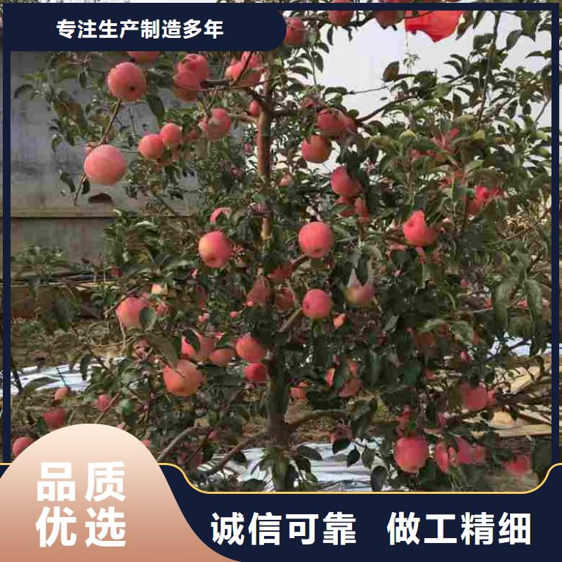 苹果苗蓝莓苗多年行业经验可定制有保障