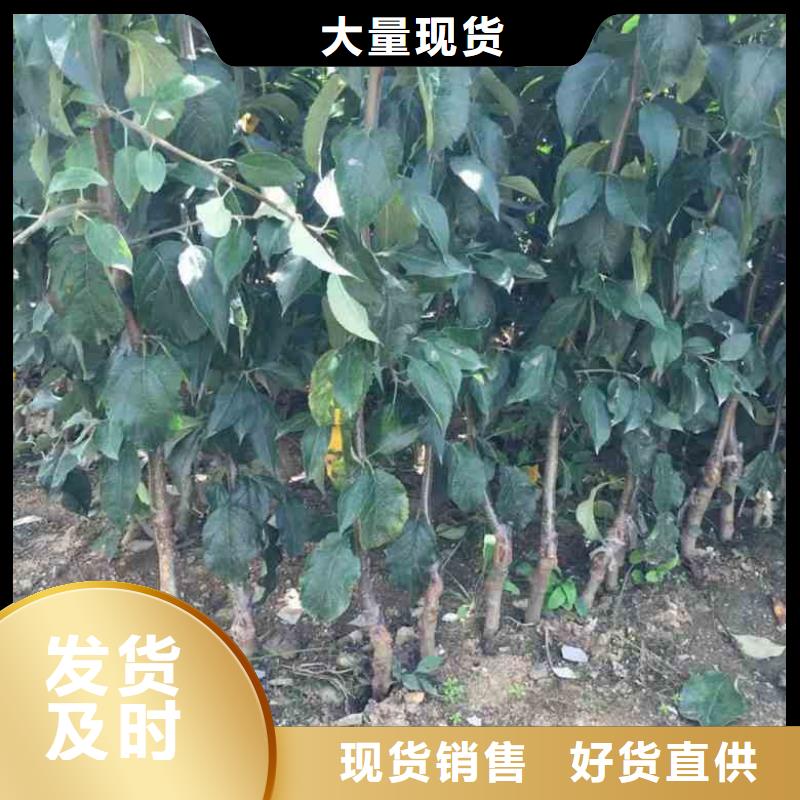 【苹果苗蓝莓苗质量安全可靠】高品质现货销售