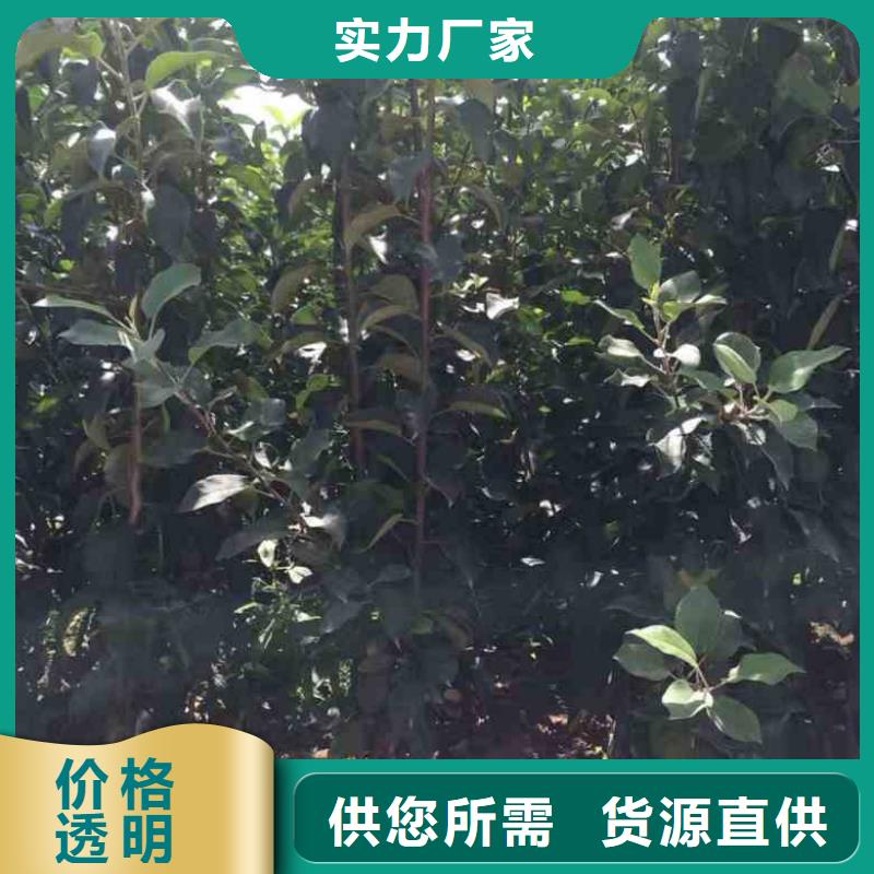 M26苹果砧木树苗一棵多少钱好品质选我们