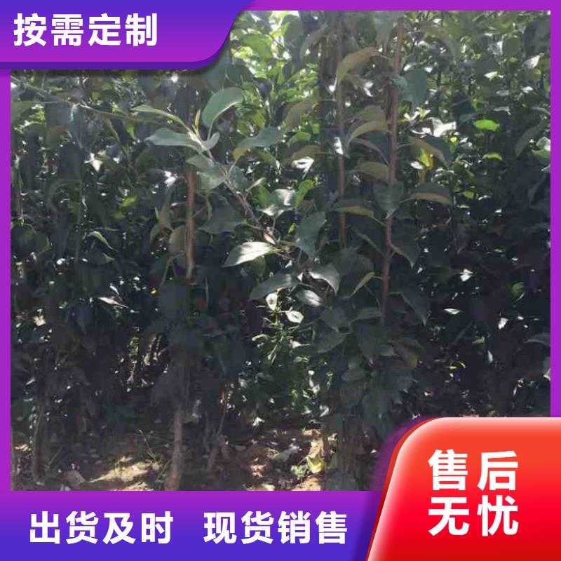 苹果苗梨树苗匠心制造质检合格发货