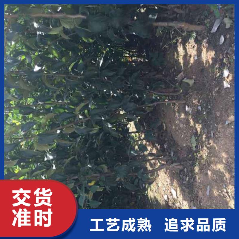 苹果苗-【梨树苗】厂家供应当地生产商