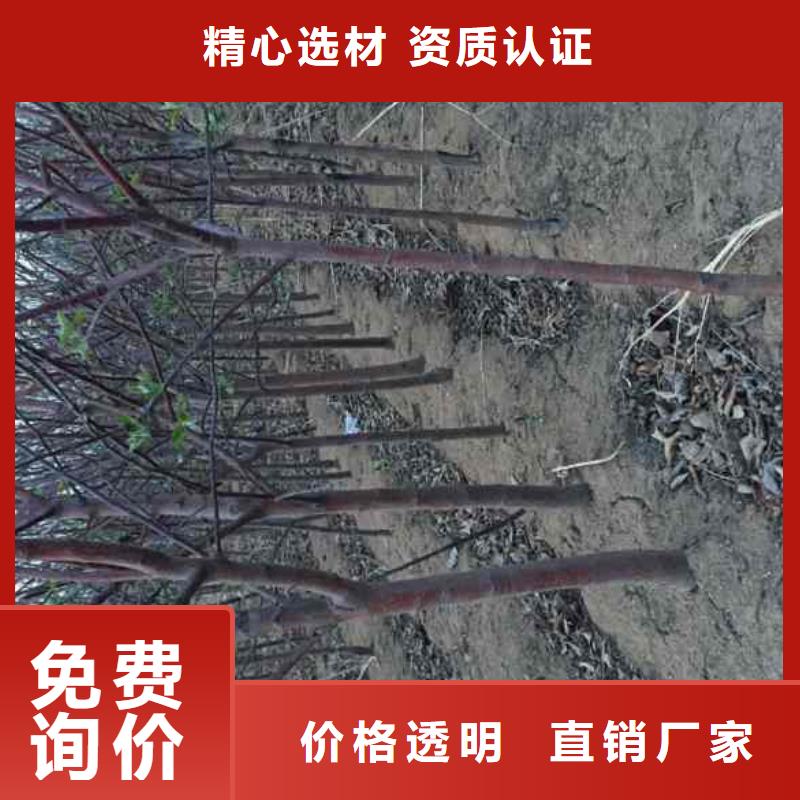 烟富8苹果树苗专业合作社来电咨询