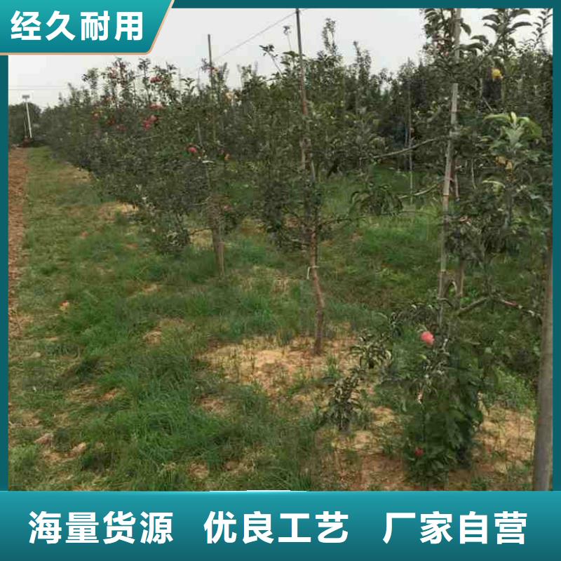 【苹果苗】李子苗标准工艺本地厂家