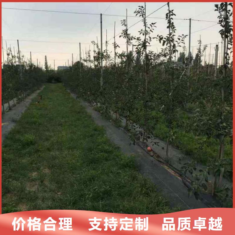 苹果苗梨树苗一周内发货每个细节都严格把关