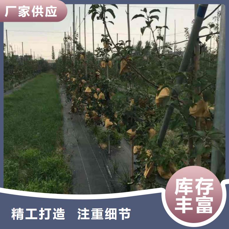 【苹果苗】梨树苗产地采购现货供应