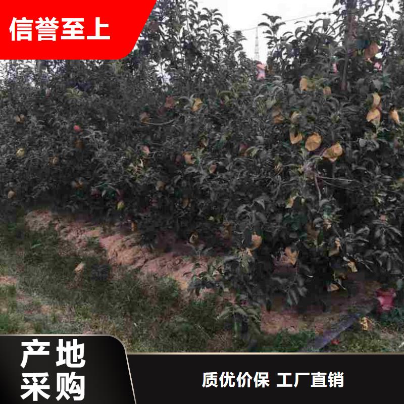 苹果苗桃树苗批发商当地厂家