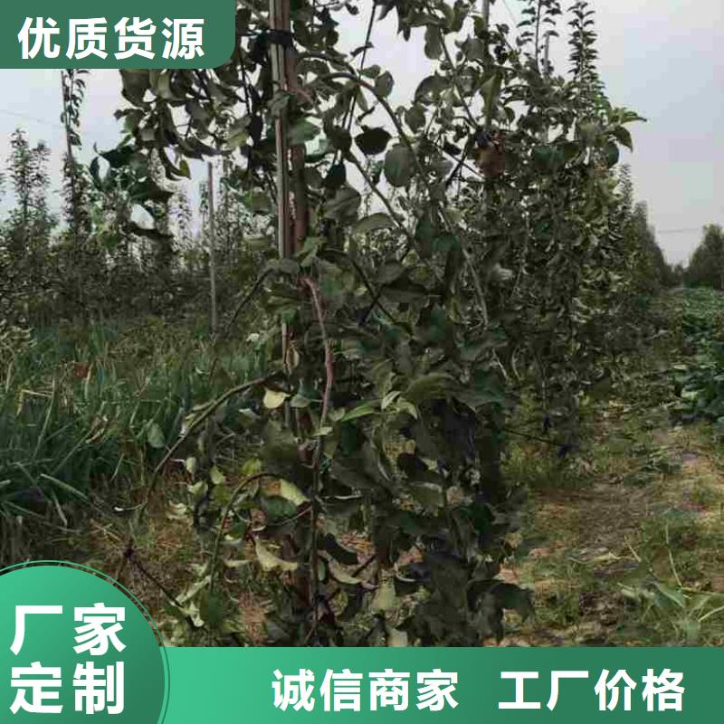 苹果苗李子苗优选厂家欢迎来厂考察