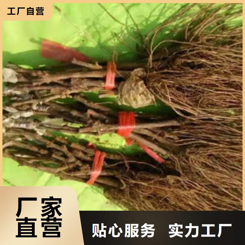 中熟葡萄苗种植基地当地供应商