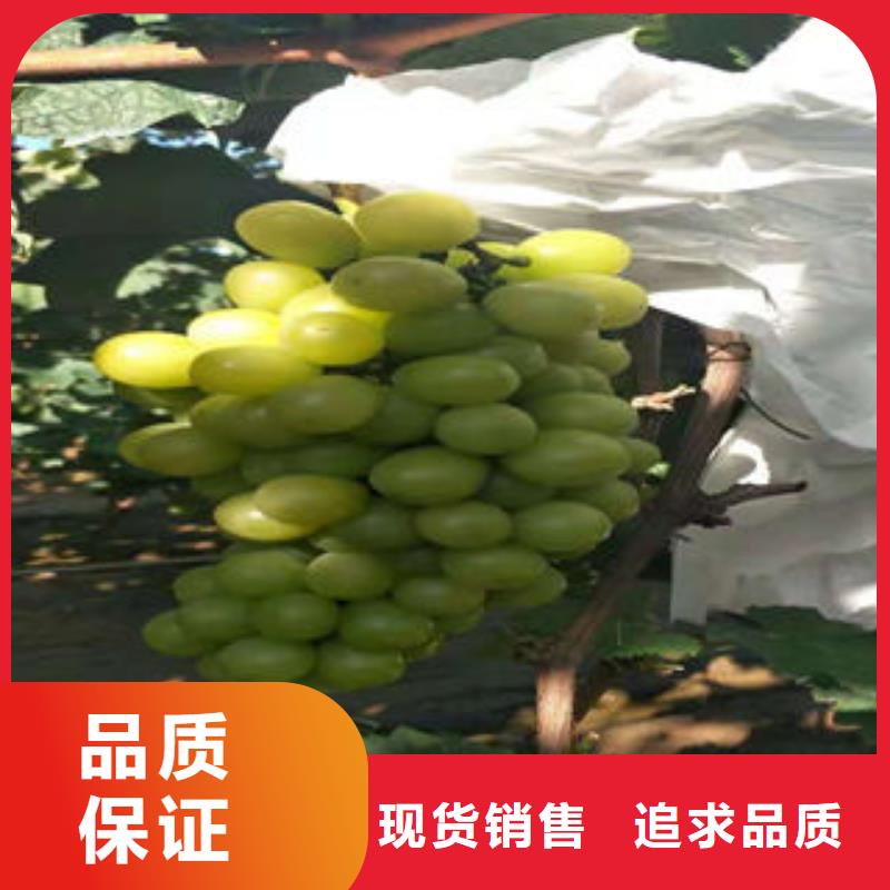 火焰无核葡萄树苗品种介绍支持大小批量采购