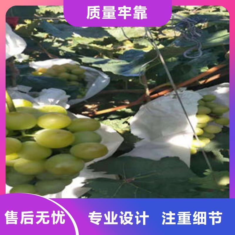 京亚葡萄树苗种植时间本地服务商