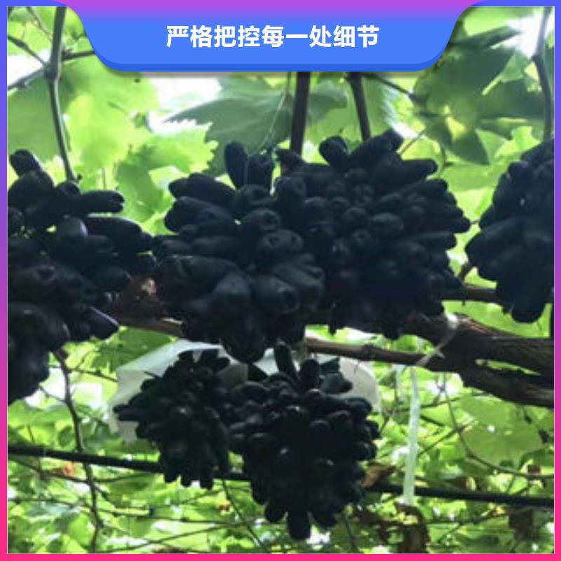 早熟红无核葡萄树苗报价规格型号全