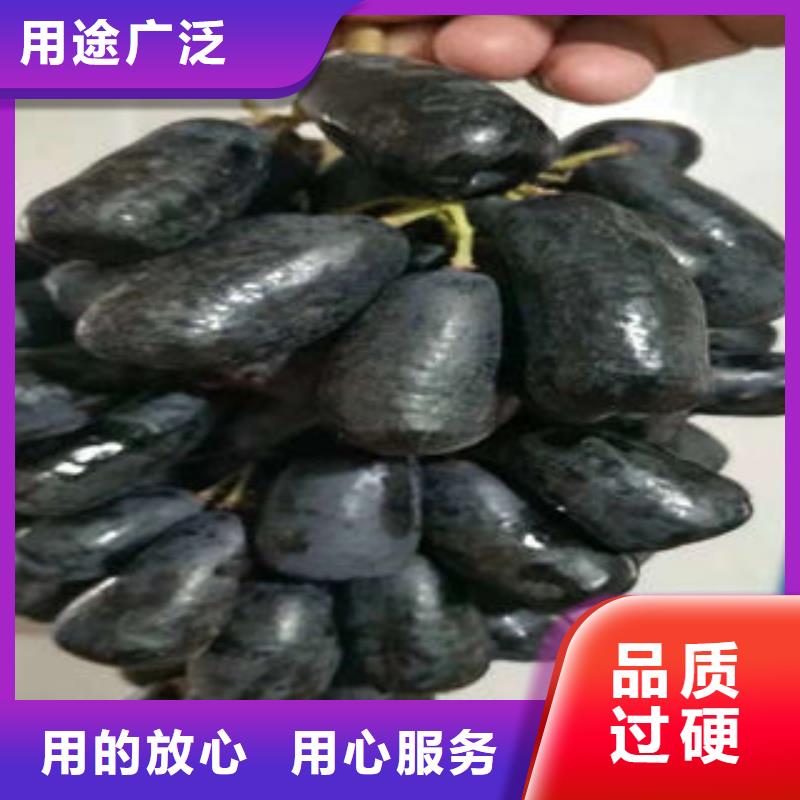 无核白鸡心葡萄树苗批发多少钱品质优选