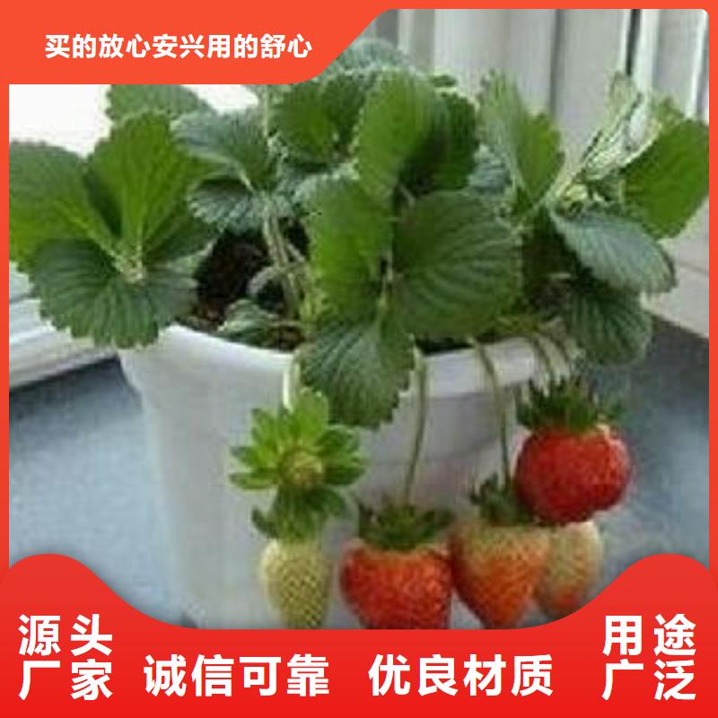 草莓王子草莓树苗品种介绍现货