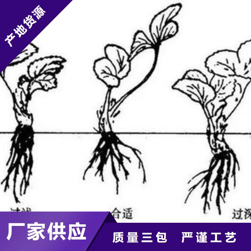 天使之恋草莓苗一亩地利润厂家案例