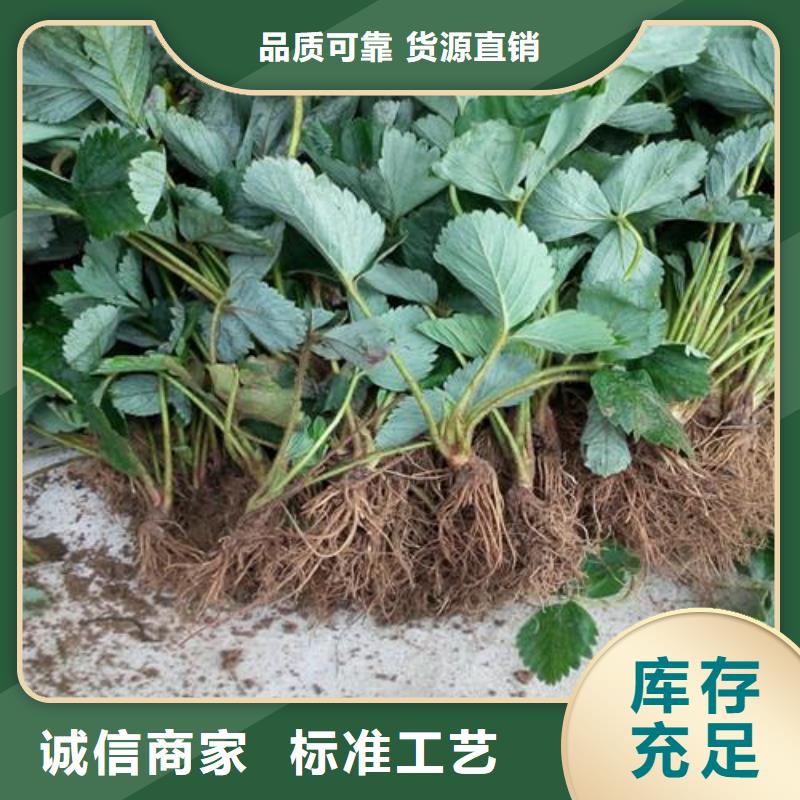 戈雷拉草莓苗可提前预定厂家