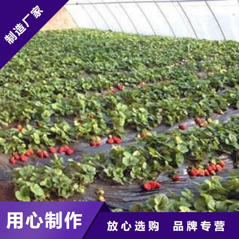 【草莓苗】板栗苗专业生产团队厂家拥有先进的设备