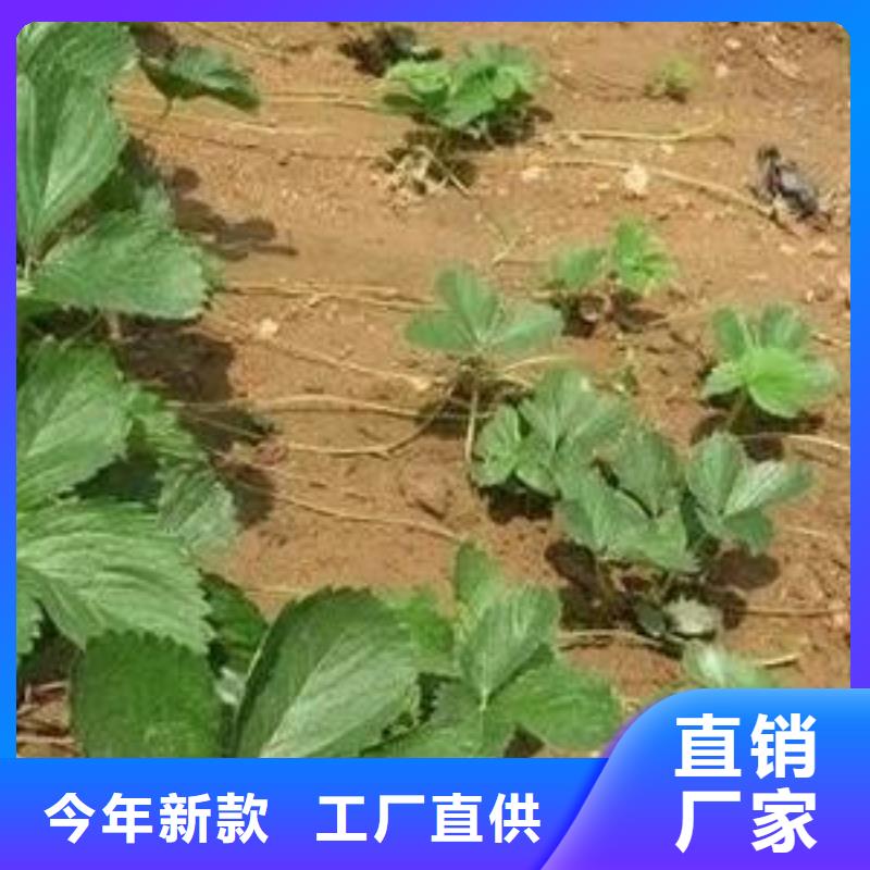 草莓王子草莓树苗一颗多少钱支持大小批量采购