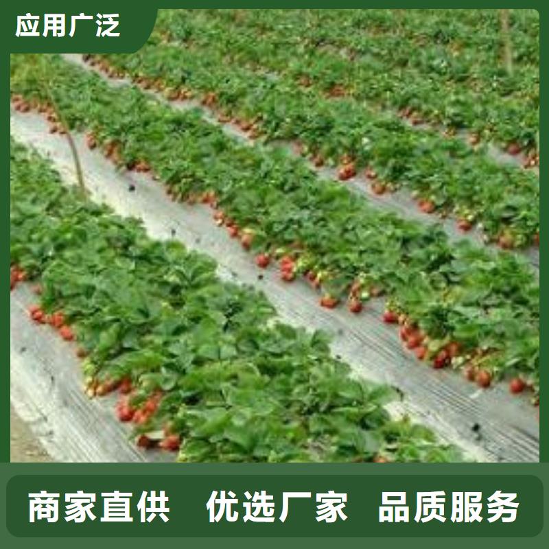 【草莓苗梨树苗今日价格】工艺成熟