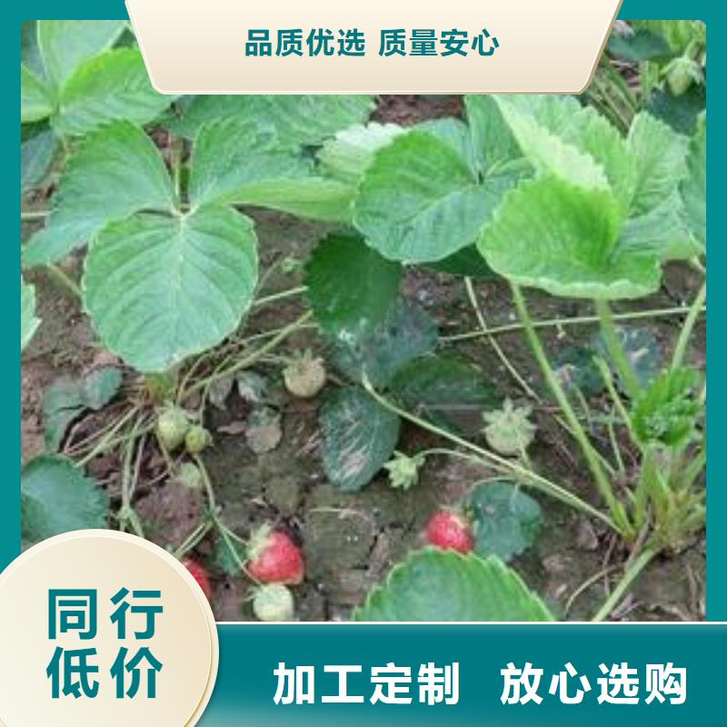 红颊草莓苗草莓树苗行情品质值得信赖