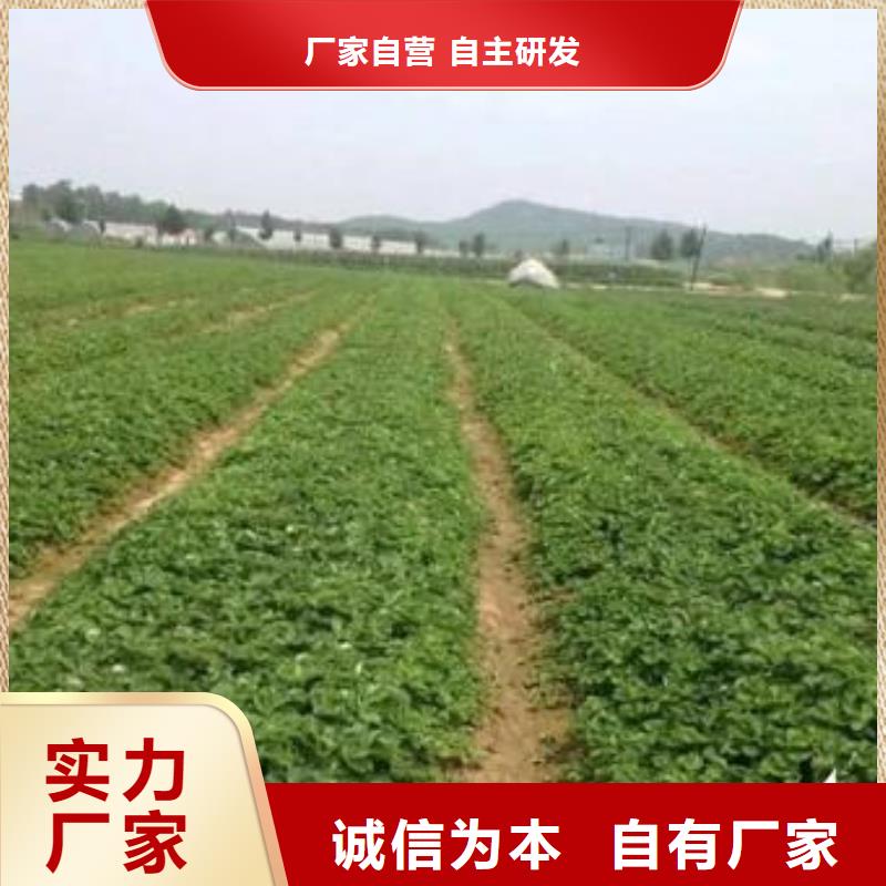 【草莓苗蓝莓苗厂家直发】本地生产厂家