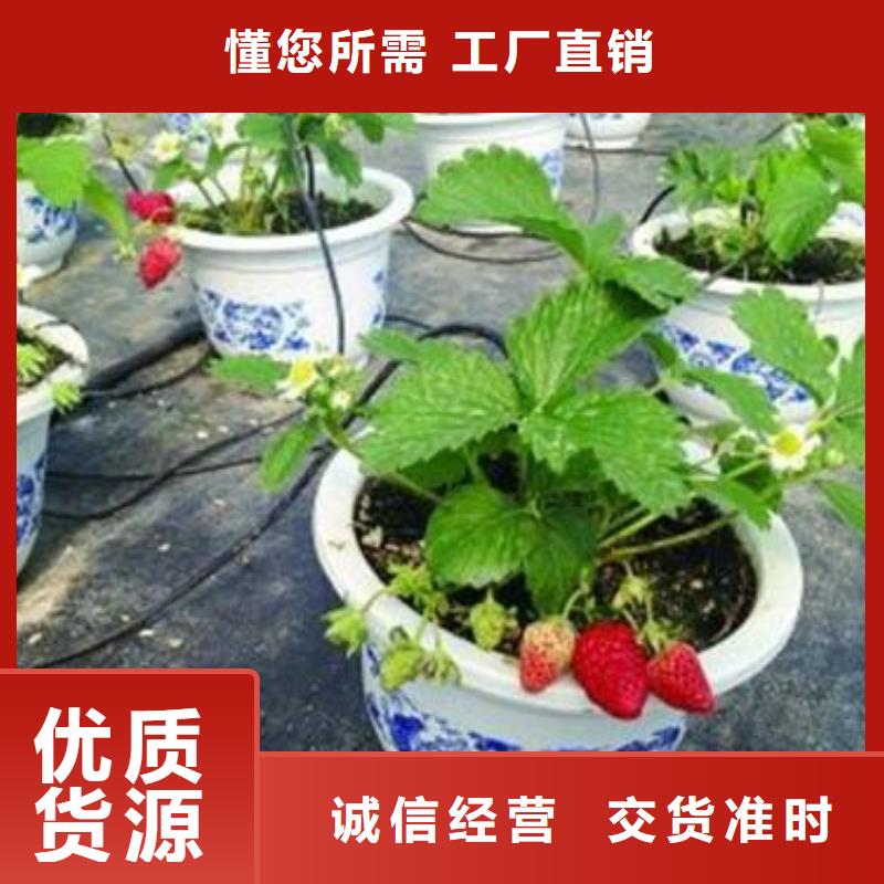 美六草莓苗怎样种植信誉至上