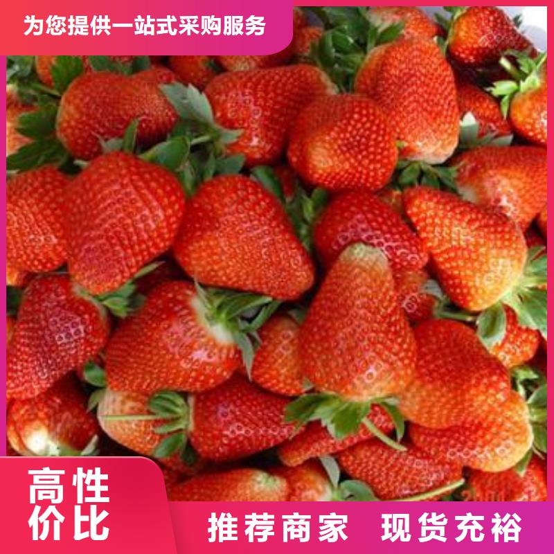 草莓苗蓝莓苗品质有保障支持大小批量采购