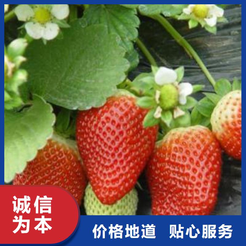 【草莓苗】_花椒苗价格公道合理同城经销商