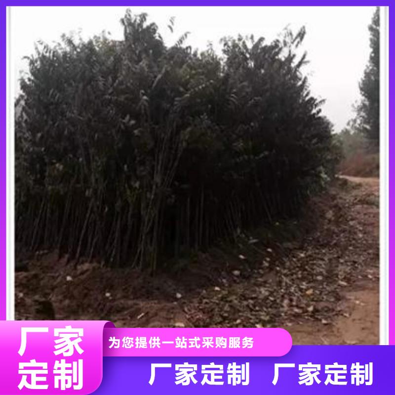 香椿树苗种植时间同城服务商