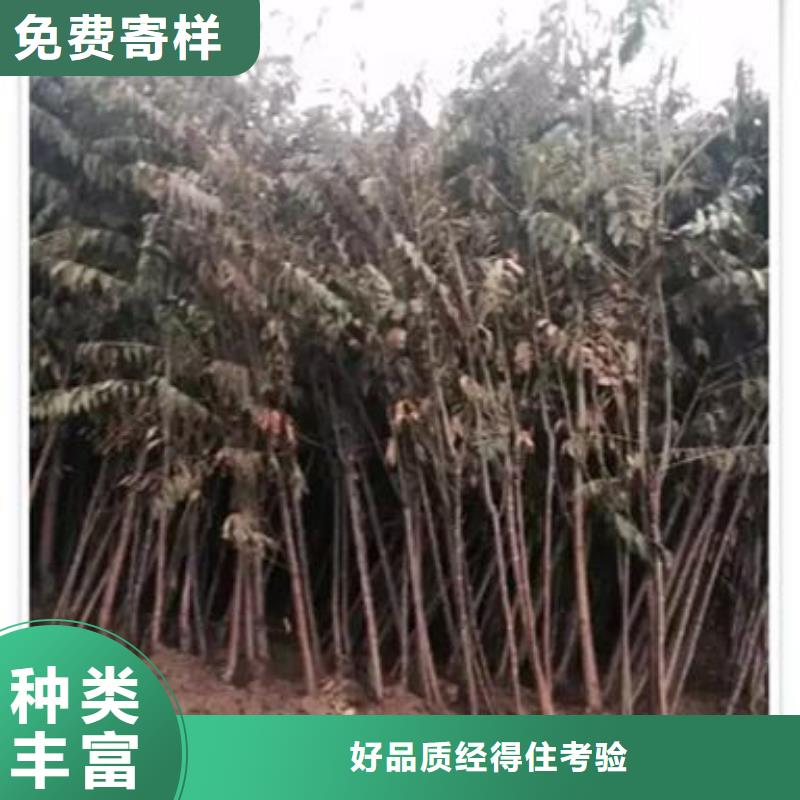 香椿苗花椒苗厂家批发价好货有保障