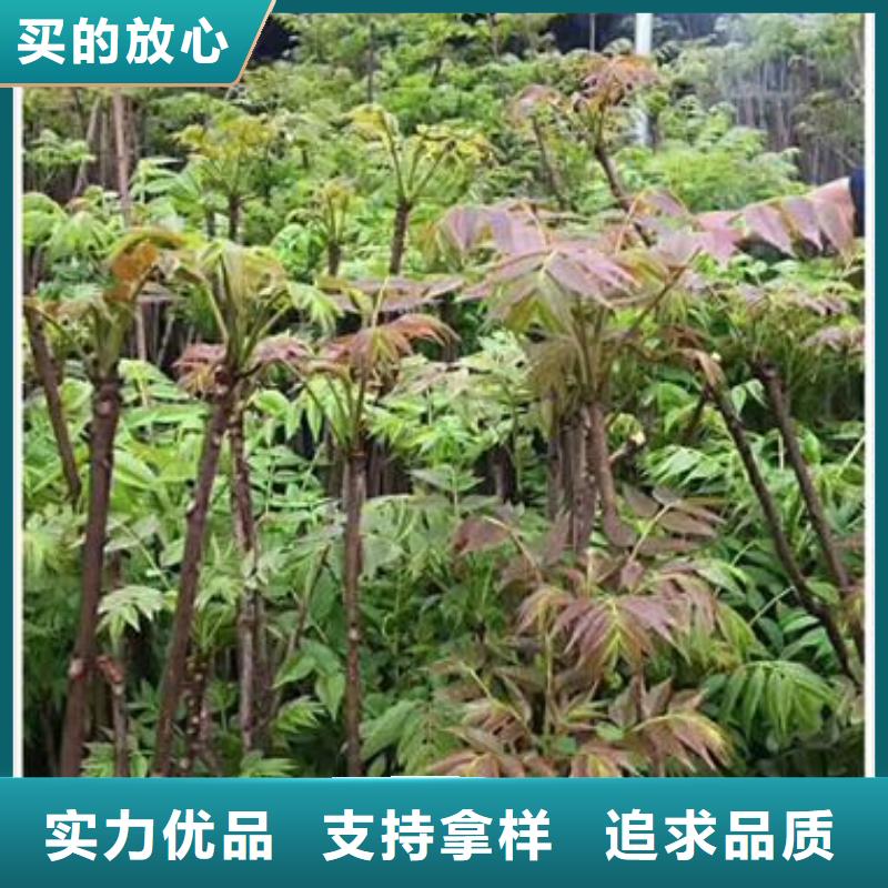 香椿苗苗木基地质量安全可靠