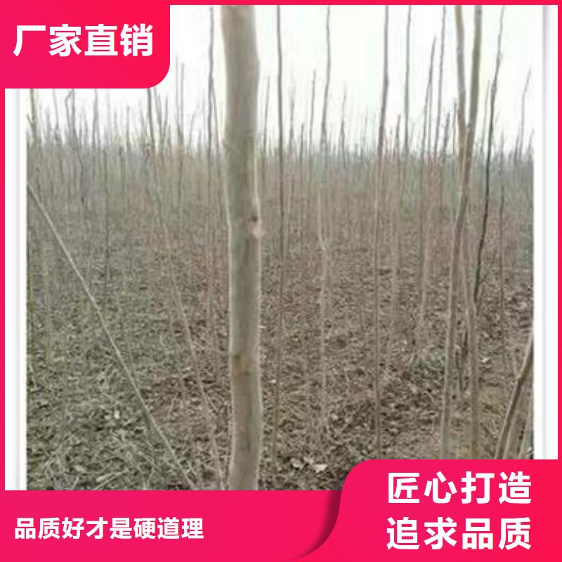 红油香椿树苗行情当地服务商