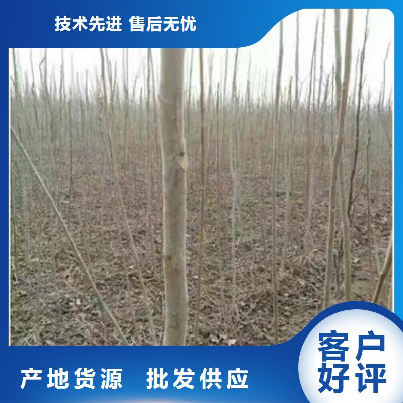 香椿苗【苹果苗】品质保障售后无忧源头厂家量大价优