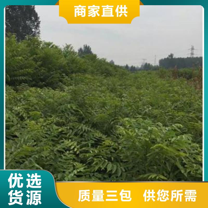 泰山红油香椿苗种植时间当地服务商