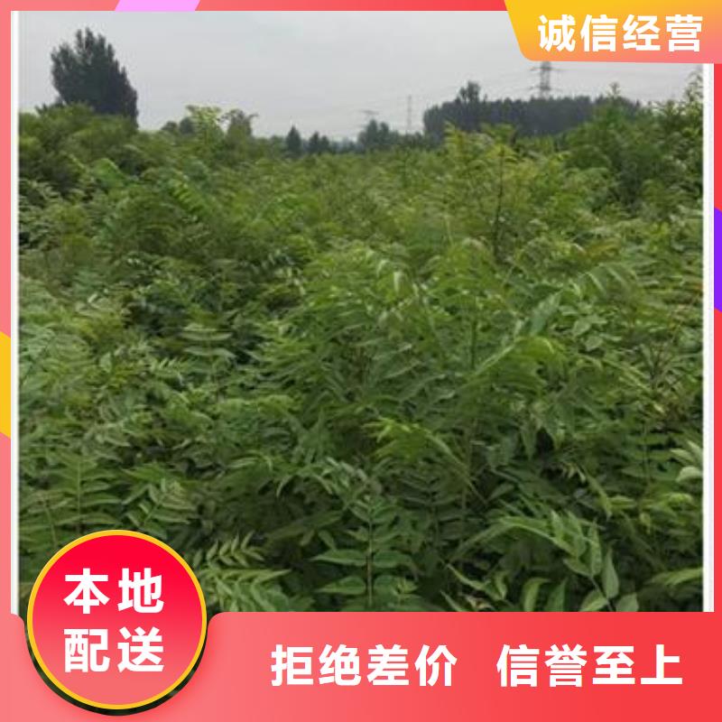 香椿苗梨树苗多年行业积累型号全价格低