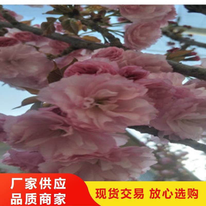 高杆樱花树零售现货