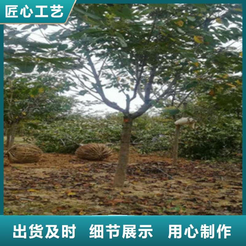 10公分樱花树种植基地同城生产商