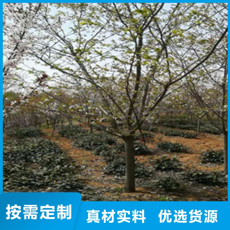 10公分樱花树种植基地厂家经验丰富