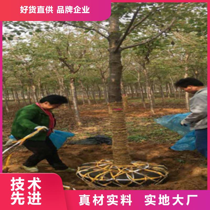 襄樊6公分樱花树零售不只是质量好