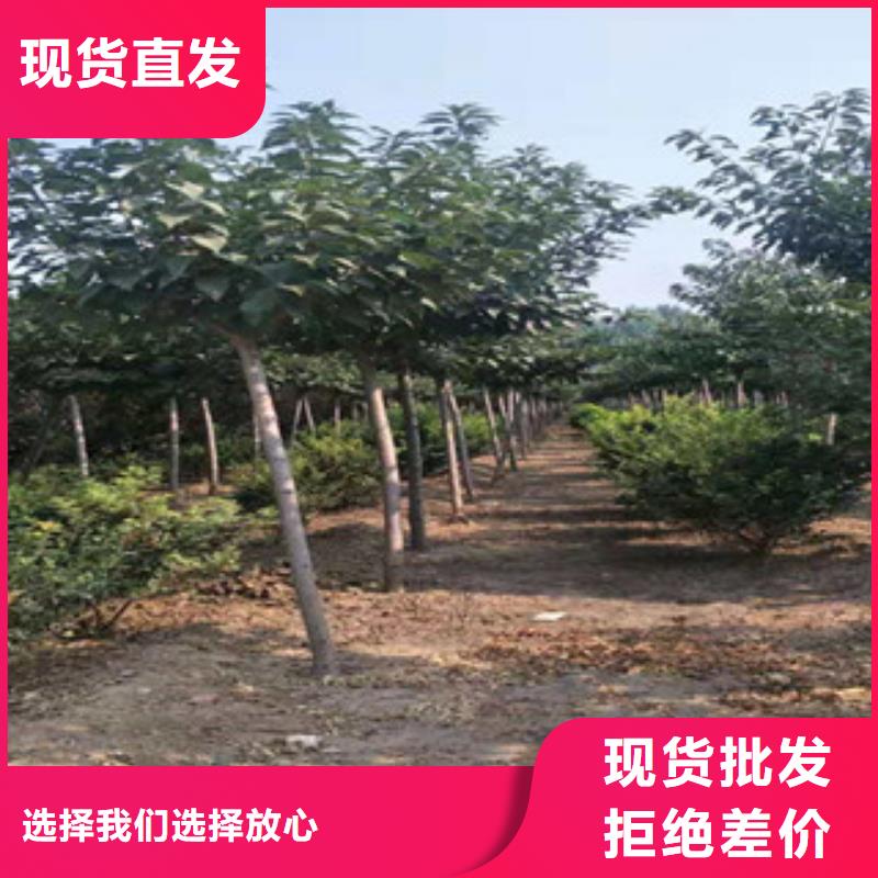 樱花,占地果树厂家现货供应本地生产商