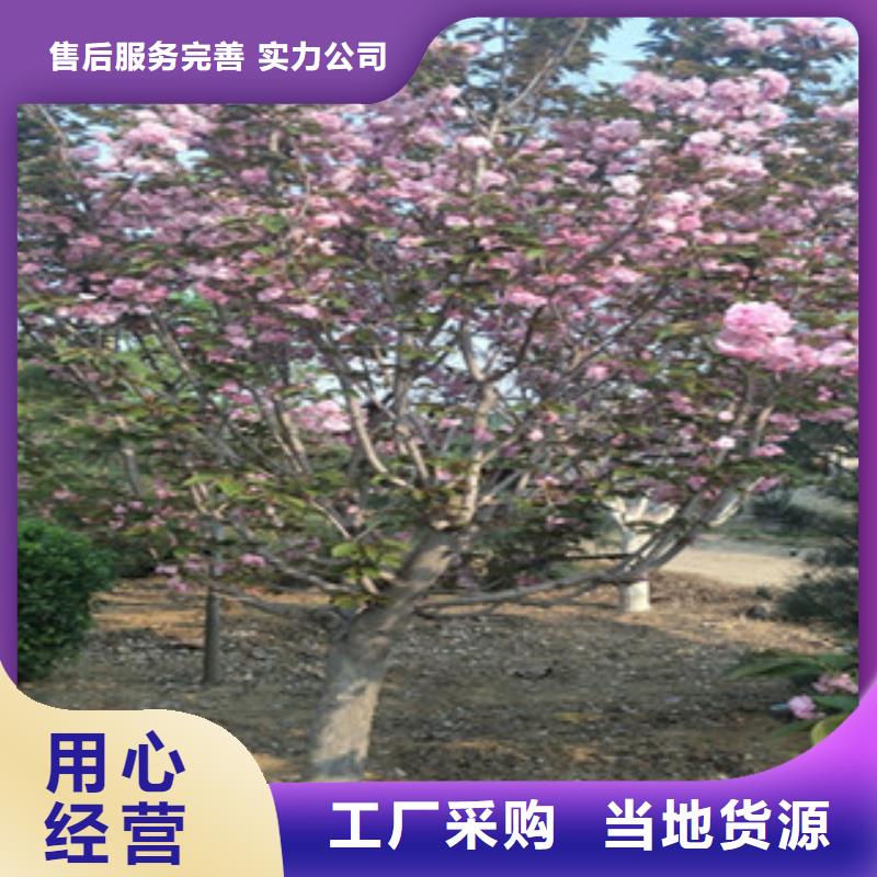 5公分樱花树种植基地当地公司