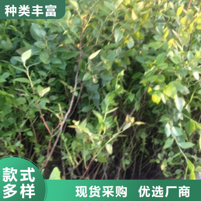 奥尼尔蓝莓苗种植技术附近生产商