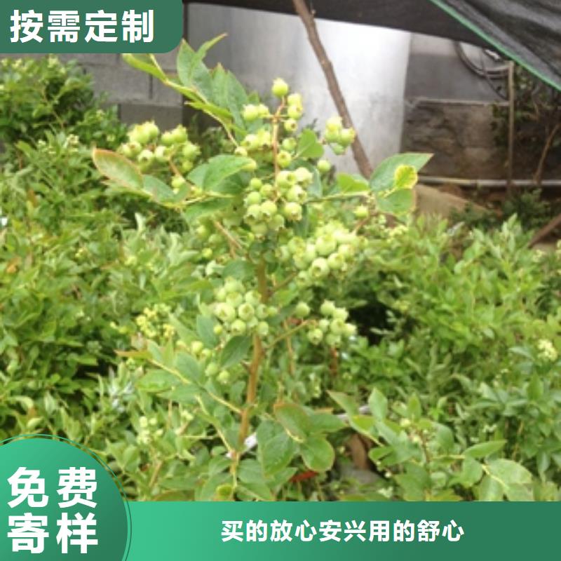 蓝丰蓝莓苗种植经验价格有优势