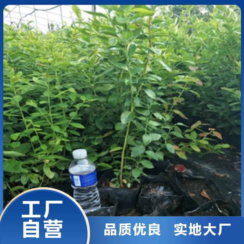 自由蓝莓苗种植技术同城品牌