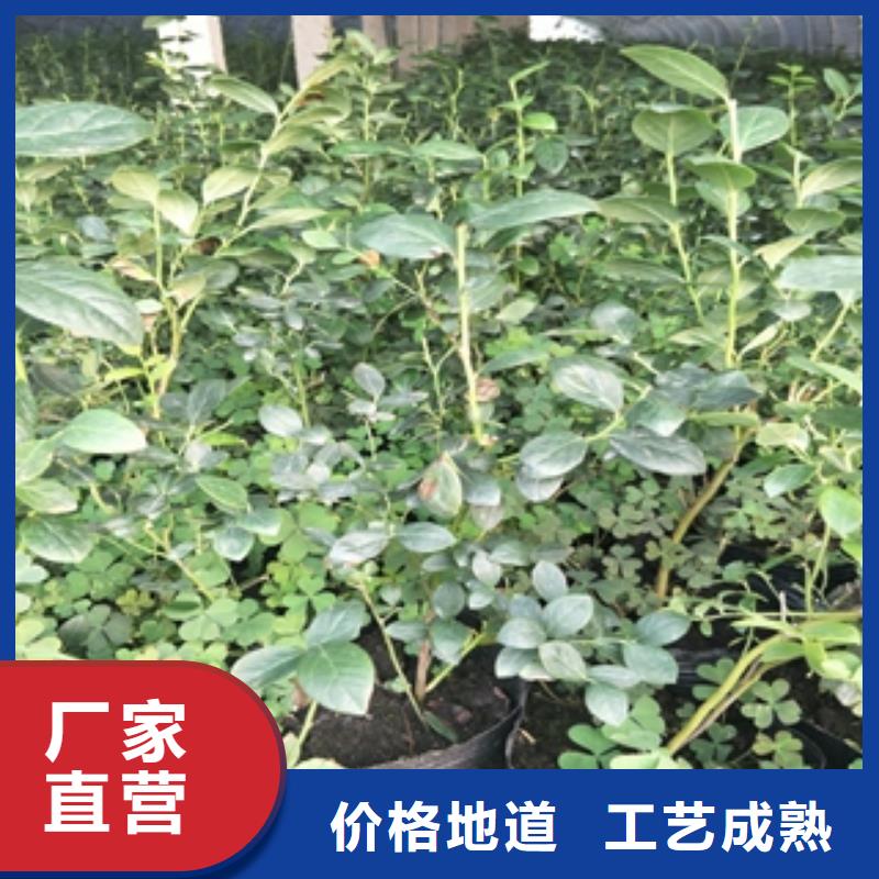 2年生天后蓝莓苗零售高品质诚信厂家