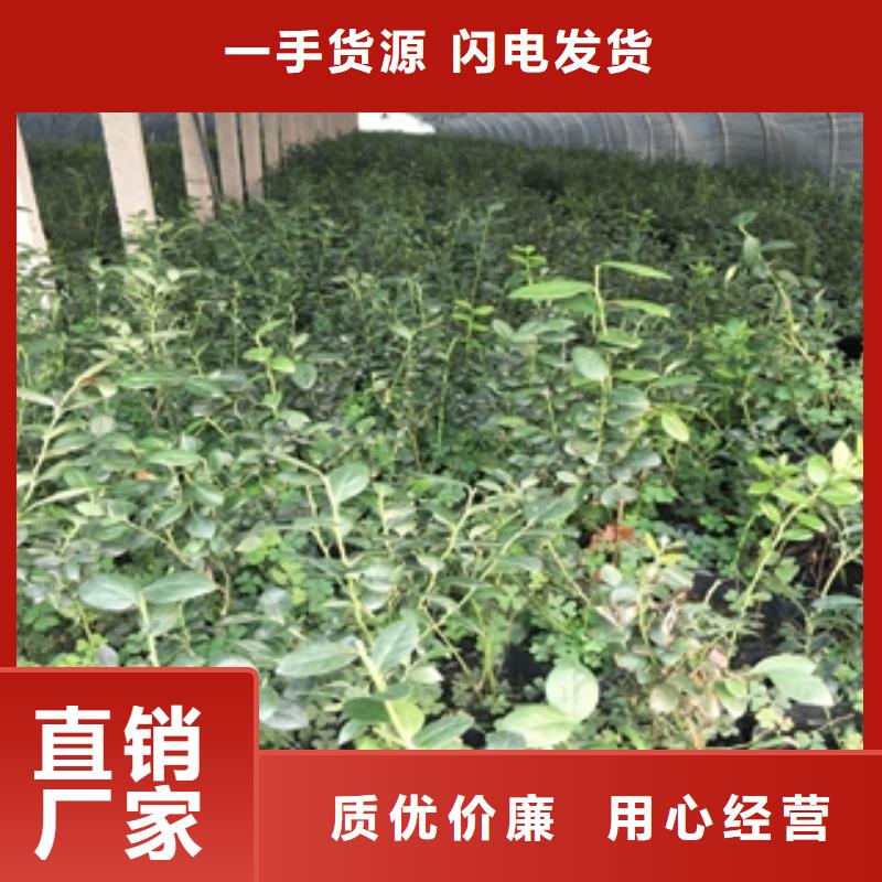 四年蓝莓苗批发价格当地供应商