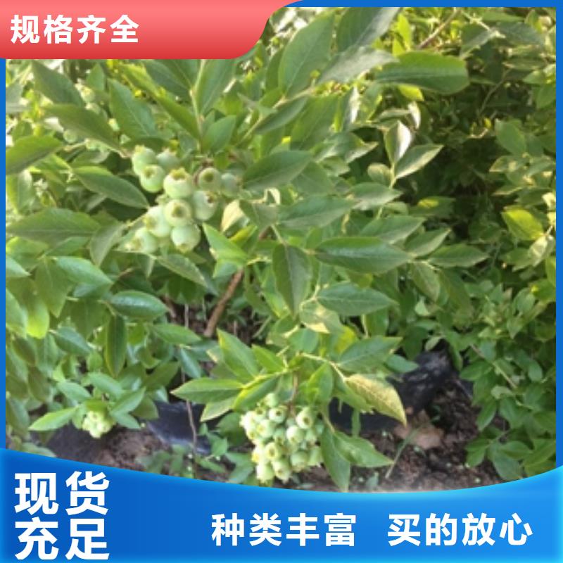 火花蓝莓苗零售实体厂家大量现货