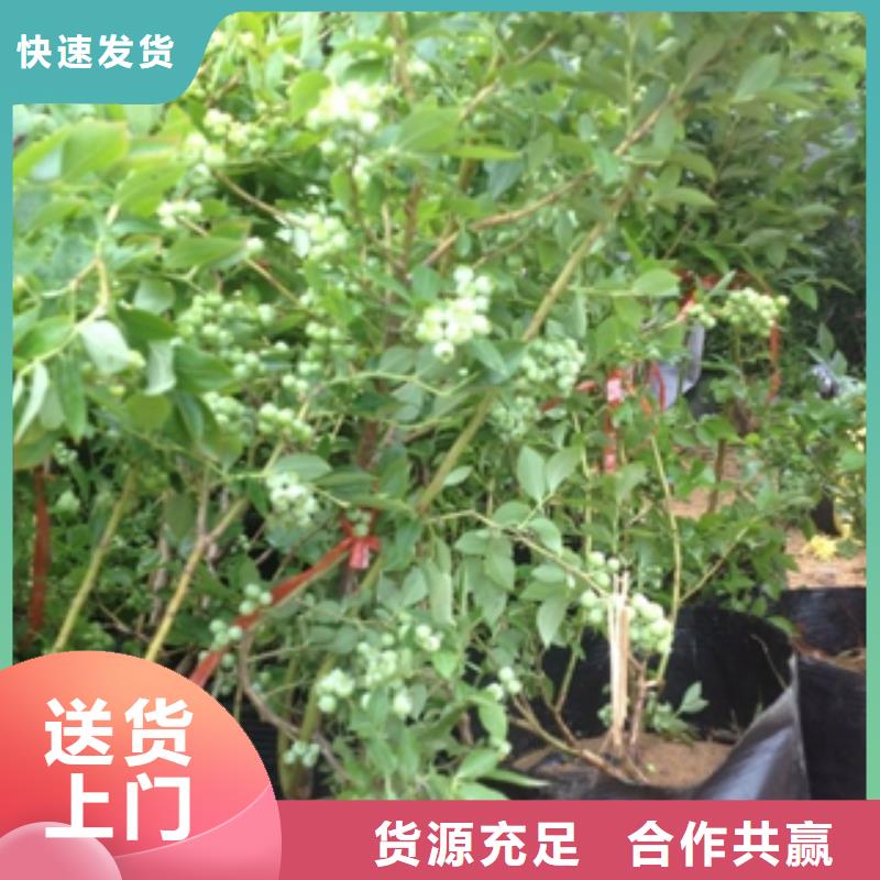 2年生天后蓝莓苗批发质量三包